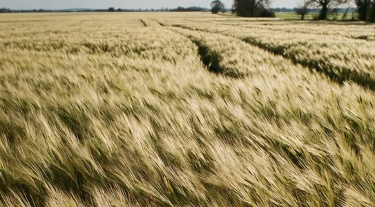 Канада хочет договорится с Китаем по экспорту овса: рыночный потенциал культуры огромен - фото