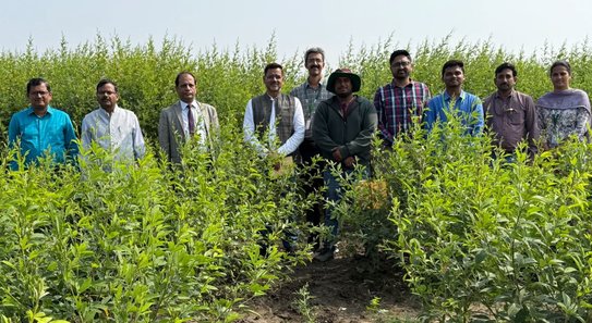 Индия нарастит производство каяна: выращивание через рассаду увеличивает урожайность на 20 процентов