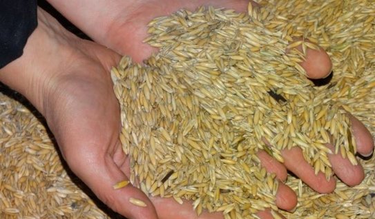 Как дышит зерно и когда самосогревается - фото