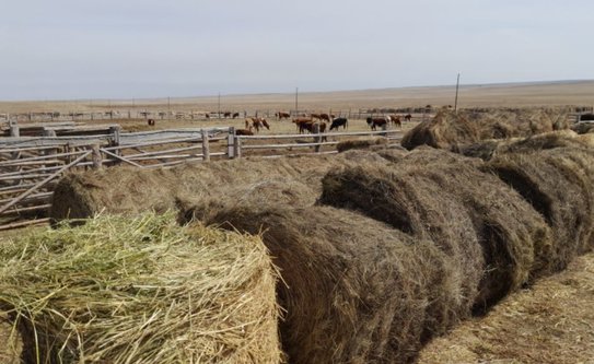 Успешные аграрии Забайкалья распродают кормовые излишки для скота - фото