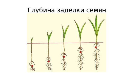 Как глубина посева влияет на урожайность, рассказали в филиале Росельхозцентра Хакасии - фото