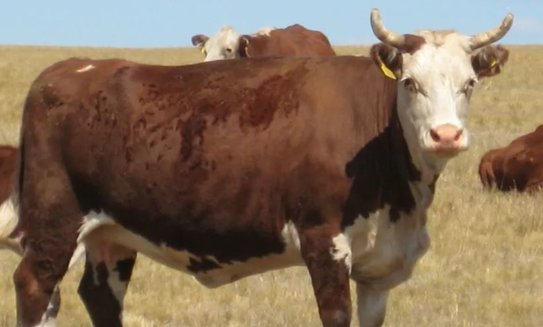 Оренбургская область потратит 555 тысяч рублей на новый нацпроект по геномной селекции в этом году