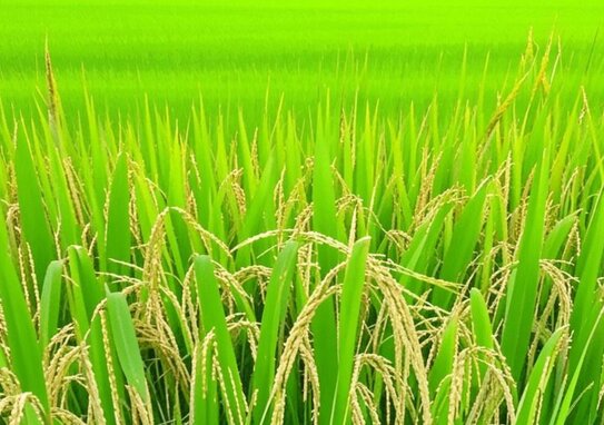 Ядерная селекция в Индии принесла очередной урожай новых сортов - фото