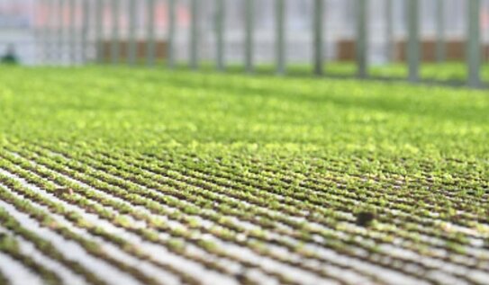 Россия и Китай активизируют сотрудничество в сфере селекции и семеноводства