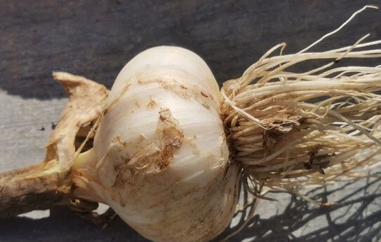 Европейские производители чеснока просят защиты от импорта из Китая и Египта