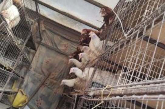 Куры поплатились жизнью за деятельность незаконного перевозчика