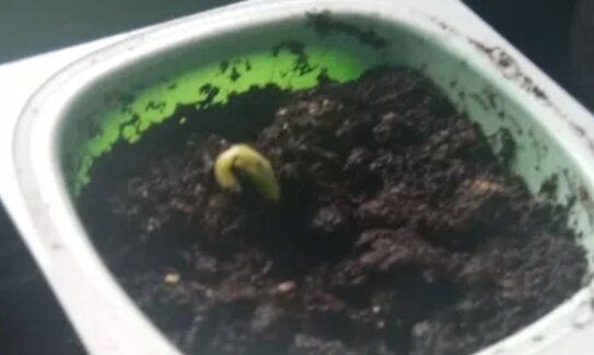 Посадка семян огурцов на рассаду с ускорением: как разбудить семена огурца за 2-3 дня - фото