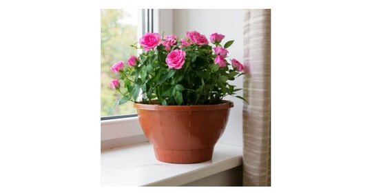 Как распознать болезни и восстановить здоровье комнатных растений