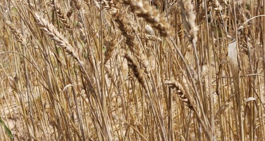 Вспышку болезни пшеницы в Эфиопии вызвал новый вид грибов рода Fusarium