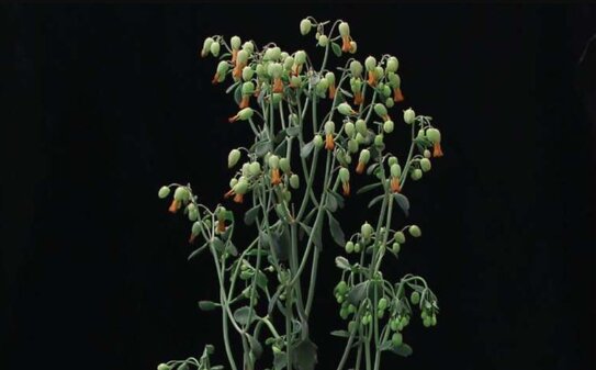 Суккуленты предоставят засухоустойчивым культурам свой уникальный инструмент выживания 