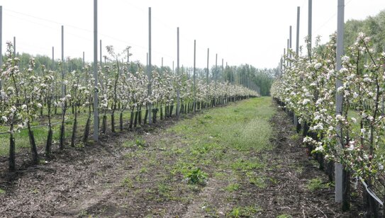 Свыше 200 гектаров интенсивных садов заложат в Тамбовской области в 2026 году
