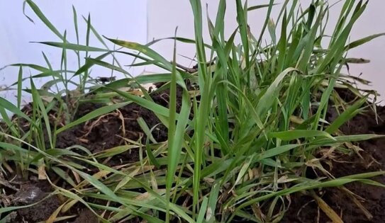 У Башкортостана есть все предпосылки собрать богатый урожай озимых зерновых 2026