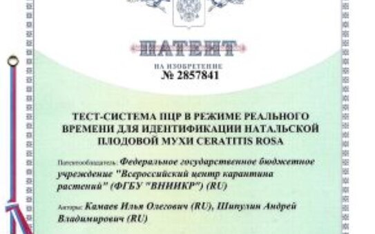 ВНИИКР запатентовало изобретение тест-системы ПЦР для идентификации натальской плодовой мухи Ceratitis Rosa