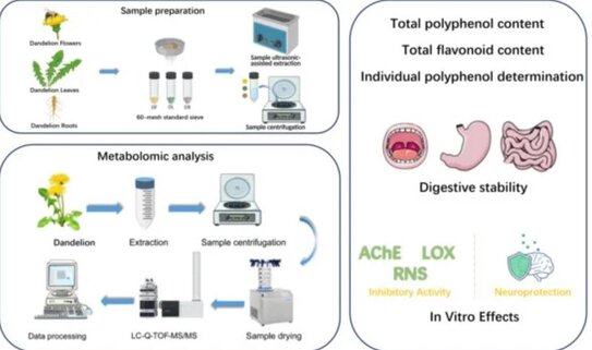 Одуванчик против Альцгеймера: как сорняк спасает мозг