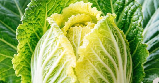 Современные методы селекции обеспечивают быстрое развитие генофонда китайской капусты, устойчивого к киле