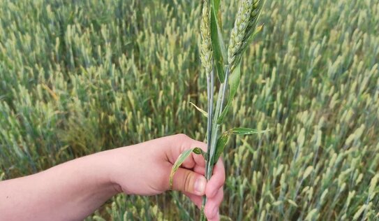 Почему избыток азота при дефиците фосфора и калия истощает почву и сокращает урожай - фото