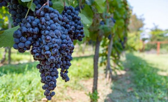 Урожай винограда 2025 года — крупнейший в истории современной России - фото