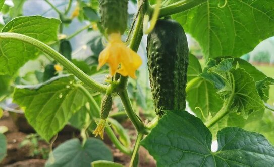 Гуматы - что это такое