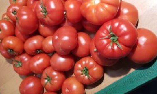 18 тонн томатов из Казахстана уничтожат по причине опасного вируса