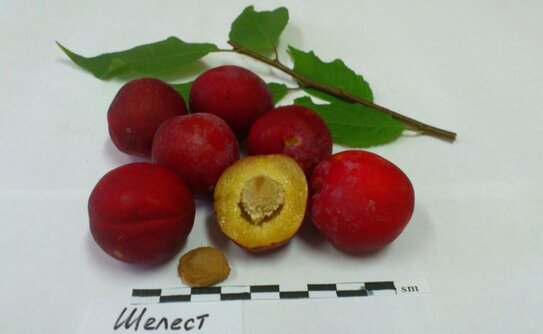 Уральские учёные вывели новый зимостойкий сорт китайской сливы — «Шелест»