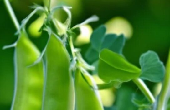 В России создан и зарегистрирован кооператив по сбыту органической продукции — «Союз органического земледелия»