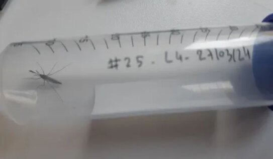 Какой комар летает в вашем доме – опасный или нет, подскажет ИИ