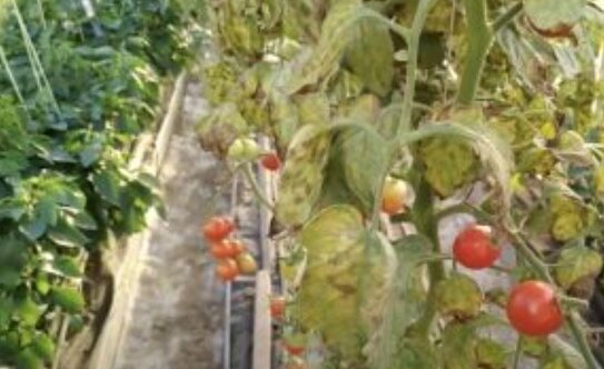 ВНИИКР запатентовал изобретение способа выявления вируса хлороза томата