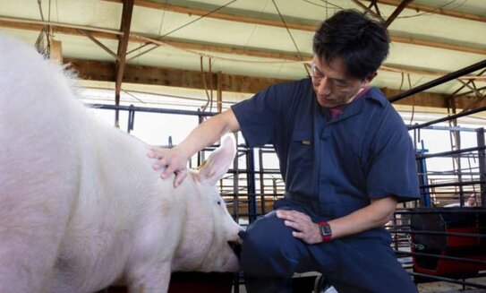 Фитохимическое кормление поросят-отъемышей: какие добавки дают для роста и привеса