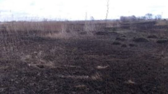 Масштабный сельхозпал почти на 60 га выявил Россельхознадзор в Приморье