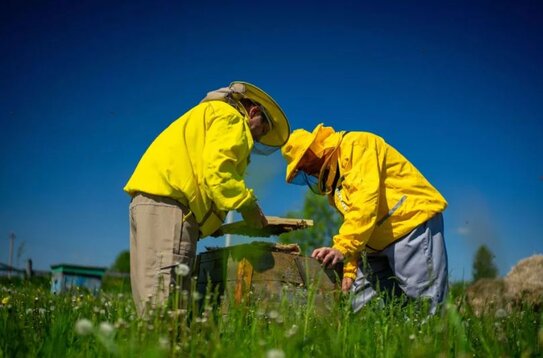В Башкортостане операция «Пчела» проводится уже третий год: контролируют ввоз пчелопакетов - фото