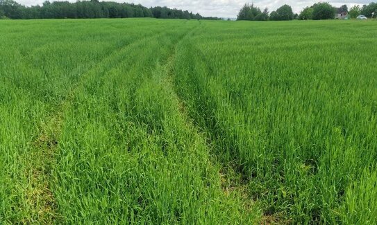 В Подмосковье сформирован полный цикл агрохимической отрасли от научных разработок до производства СЗР