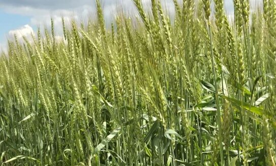 Госреестр пополнился двумя новыми сортами озимой пшеницы от «Немчиновки»