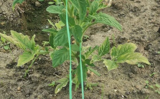 Почему биофунгицидная эффективность триходермы иногда сбоит: дело в конкуренции - фото