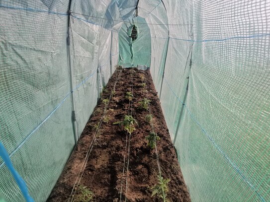 Лучшие даты для высадки рассады в теплицу по Лунному календарю в 2026 году