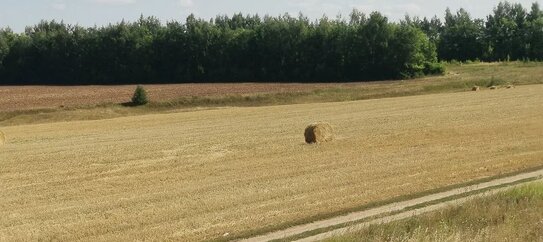 Восстанавливать агролесомелиоративные насаждения нужно с господдержкой