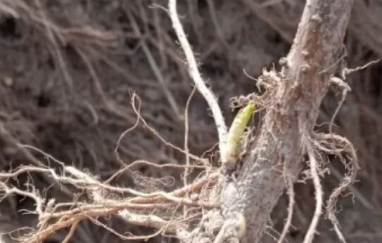 Какие сорта черной смородины выбрал для производства саженцев калужский фермер - фото