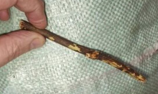 Отсекающее боль растение не смогли вывезти в Казахстан