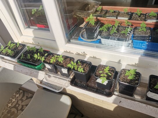 Какой размер саженцев лучше выбрать: маленькие или большие?