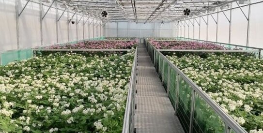 В «ДОКА-ГЕННЫЕ ТЕХНОЛОГИИ» апробировали отечественный картофель второй вегетации в теплицах - фото