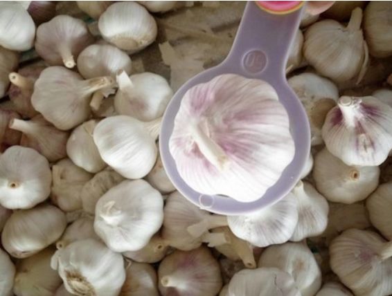 урожай чеснока с гектара. семейный чеснок. гектар чеснока. урожайность чеснока с гектара. чеснок кг с сотки.