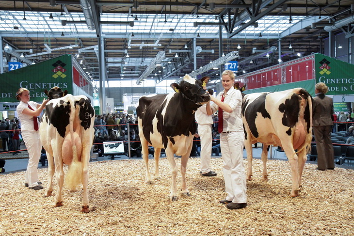 коровы-рекордсмены EuroTier-2012