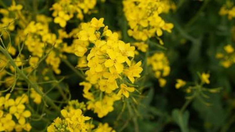 Изображение выглядит как горчица, овощи, Синапис, Рапс
            Содержимое, созданное искусственным интеллектом, может быть неверным.