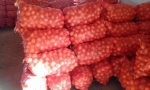 Злаковых мух становится все больше - AgroXXI Злаковых мух становится все больше - AgroXXI