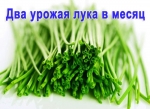 Луковое Счастье гидропоника для выращивания пера зёлёного лука дома на подоконнике - фото