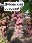 Элитный виноград оптом.