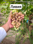 Элитный виноград оптом. - фото