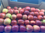 Яблоки Гала оптом. - фото