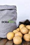 Продажа семенного картофеля собственного российского производства от ООО 'ДГТ'