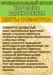 Функциональный купаж «Королева Вдохновения». Зелёный чай №95 и цветы Османтуса - фото