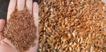Семена льна / Flaxseed CIF Tianjin China